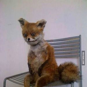 Meet your Posher, Linda